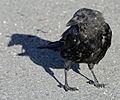 Corvus caurinus