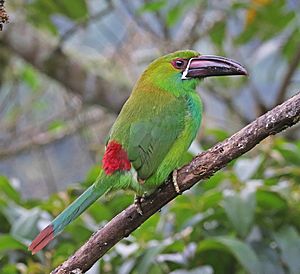 Crimson-rumped Toucanet JCB.jpg