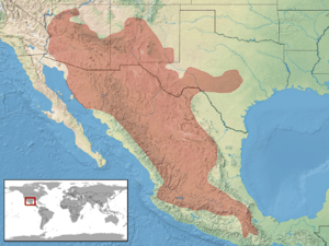 Crotalus molossus distribution (RDB).png