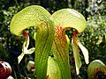 Darlingtonia californica ne1