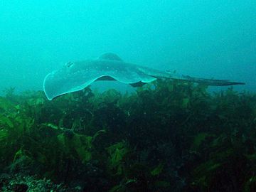 Dasyatis brevicaudata off Sydney