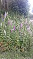 Digitalis purpurea patch in Seattle