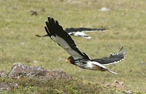 Ecuador 0698b Carunculated Caracara.jpg