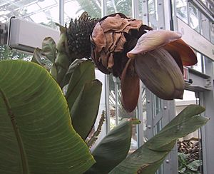 Ensete superbum.jpg