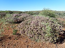 Eremophila phyllopoda phyllopoda (habit)