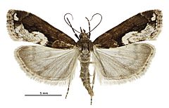 Eudonia hemiplaca female.jpg