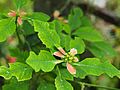 Euphorbia heterophylla with cyathia