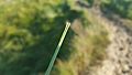 European Marram Grass (Ammophila arenaria) rolled leaf close-up