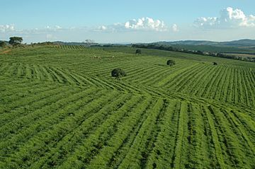 Fazenda Da Lagoa