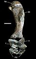 Forelimb of Carnotaurus