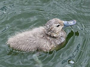 Freckled Duck chick SMTC