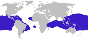 Fregata distribution.png