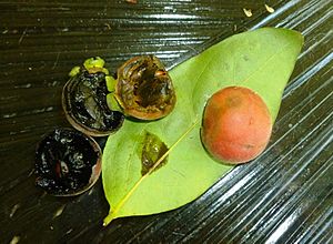 Garcinia warrenii fruit and leaf