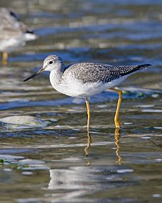 Greater Yellowlegs2