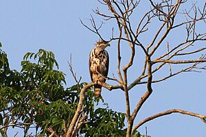 Grey-lined hawk (Buteo nitidus) juvenile