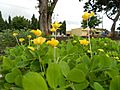 Groundnut Flower bloom