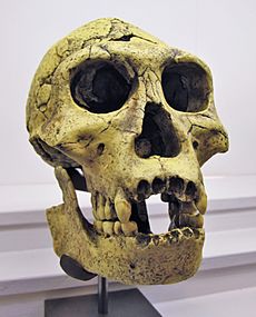 Homo Georgicus IMG 2921