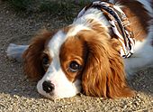 King Charles Spaniel