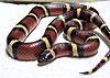 Lampropeltis triangulum annulata.jpg