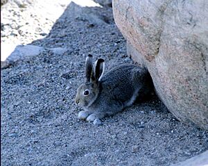 Lepus arcticus 1996-07-30