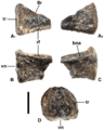 Lost Elasmosaurus vertebra