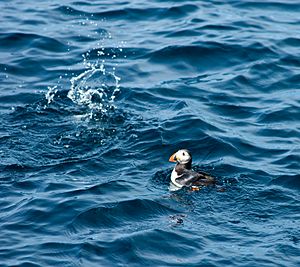 Macareux en pêche (2)