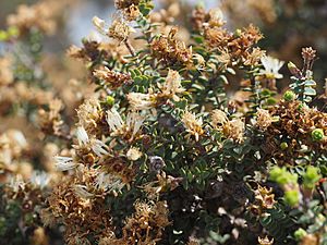 Melaleuca dempta (leaves, flowers, fruits).JPG