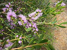 Melaleuca laxiflora (leaves, flowers)