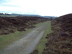 Middlebere Tramway 1