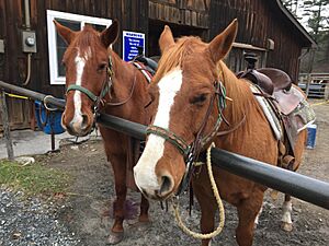 Mountain Creek Riding Stables