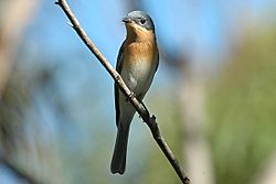 Myiagra rubecula (female)