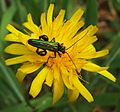 Oedemera nobilis male on Catsear in Gunnersbury Triangle