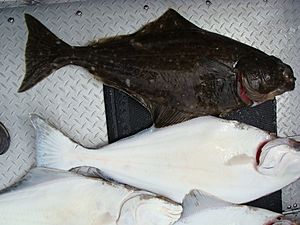 Pacific Halibut