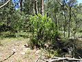 Persoonia cornifolia habit