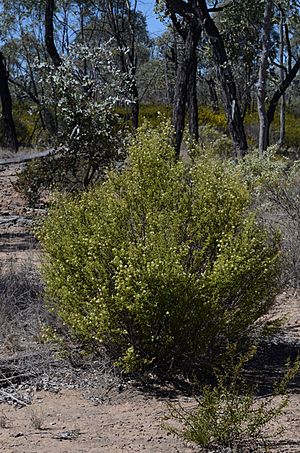 Phebalium glandulosum glandulosum habit