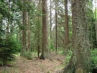 Picea sitchensis forest.jpg