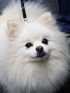 Pipin Pomeranian