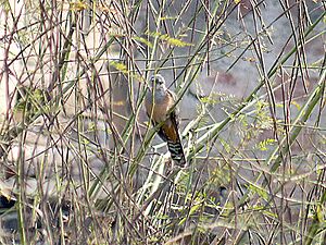 Plaintive Cuckoo I1 IMG 6970