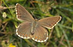 Polyommatus coridon female in Dourbes Viroin Valley, Belgium.