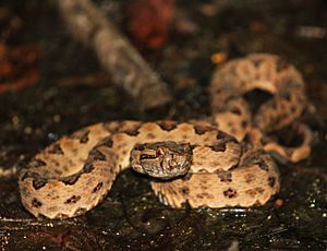 Protobothrops elegans.jpg