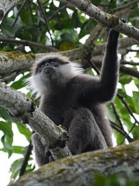 Purple faced langur