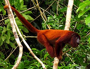 Purus Red Howler Monkey