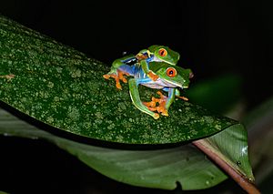 RedEyesFrogs Mating (pixinn.net)