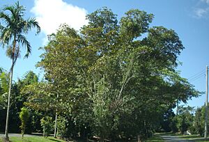 Romney Street Kamerunga