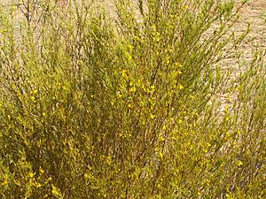 Rooibos (Aspalathus linearis)PICT2813