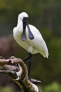 Royal Spoonbill mouth open.jpg