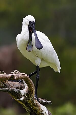 Royal Spoonbill mouth open.jpg