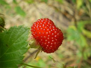 Rubus probus fruit1.JPG