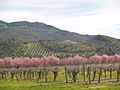 SPRING IN THE VINEYARDS