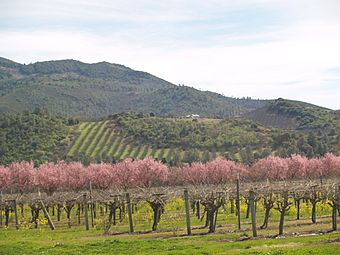 SPRING IN THE VINEYARDS.JPG